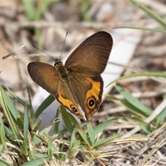 Hypocysta metirius at Broulee, NSW - 10 Oct 2019 12:14 PM