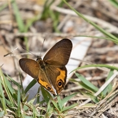 Hypocysta metirius at Broulee, NSW - 10 Oct 2019 12:14 PM