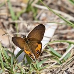 Hypocysta metirius at Broulee, NSW - 10 Oct 2019 12:14 PM