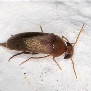 Mordellidae (family) (Unidentified pintail or tumbling flower beetle) at Melba, ACT by kasiaaus