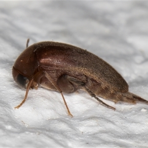 Mordellidae (family) at Melba, ACT - 25 Dec 2024 11:36 PM