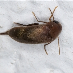 Mordellidae (family) at Melba, ACT - 25 Dec 2024 11:36 PM