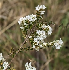 Epacris breviflora (Drumstick Heath) at Nurenmerenmong, NSW - 24 Nov 2024 by Marchien
