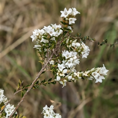 Epacris breviflora (Drumstick Heath) at Nurenmerenmong, NSW - 24 Nov 2024 by Marchien