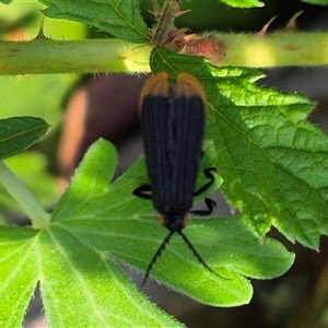 Trichalus sp. (genus) at Forbes Creek, NSW by clarehoneydove