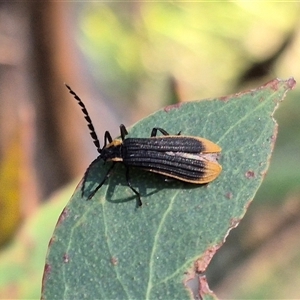 Trichalus sp. (genus) at Forbes Creek, NSW - 28 Dec 2024