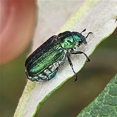 Diphucephala sp. (genus) (Green Scarab Beetle) at Braidwood, NSW - 27 Dec 2024 by MatthewFrawley