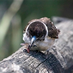 Cracticus torquatus (Grey Butcherbird) at Broulee, NSW - 10 Oct 2019 by AlisonMilton