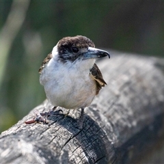 Cracticus torquatus at Broulee, NSW - 10 Oct 2019 12:26 PM