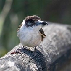 Cracticus torquatus at Broulee, NSW - 10 Oct 2019