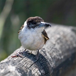 Cracticus torquatus at Broulee, NSW - 10 Oct 2019 12:26 PM