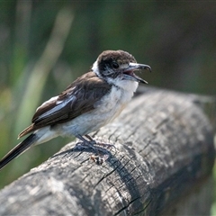 Cracticus torquatus at Broulee, NSW - 10 Oct 2019