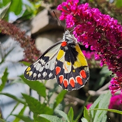 Delias aganippe (Spotted Jezebel) at Braidwood, NSW - 27 Dec 2024 by MatthewFrawley