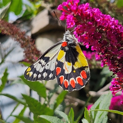 Delias aganippe (Spotted Jezebel) at Braidwood, NSW - 28 Dec 2024 by MatthewFrawley