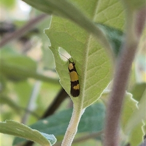 Unidentified Moth (Lepidoptera) at Forbes Creek, NSW by clarehoneydove