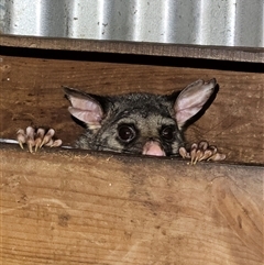 Trichosurus vulpecula (Common Brushtail Possum) at Braidwood, NSW - 28 Dec 2024 by MatthewFrawley