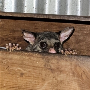 Trichosurus vulpecula (Common Brushtail Possum) at Braidwood, NSW by MatthewFrawley