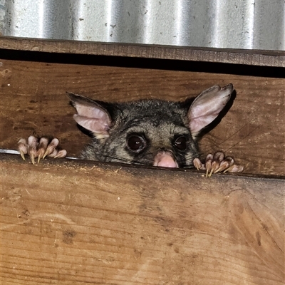 Trichosurus vulpecula (Common Brushtail Possum) at Braidwood, NSW - 28 Dec 2024 by MatthewFrawley