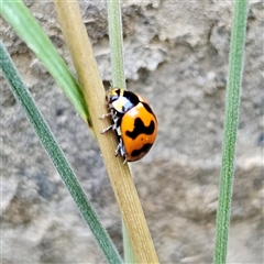 Coccinella transversalis (Transverse Ladybird) at Braidwood, NSW - 28 Dec 2024 by MatthewFrawley