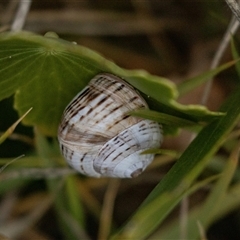 Unidentified Sea Shell, Sea Slug or Octopus (Mollusca) at Broulee, NSW - 10 Oct 2019 by AlisonMilton