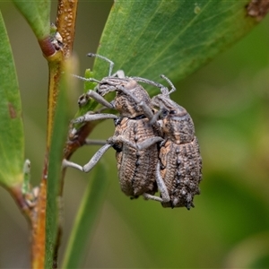 Unidentified Weevil (Curculionoidea) at Broulee, NSW by AlisonMilton