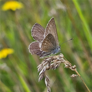 Zizina otis (Common Grass-Blue) at Braidwood, NSW by MatthewFrawley