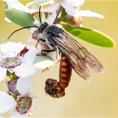 Unidentified Flower wasp (Scoliidae or Tiphiidae) at Broulee, NSW - 10 Oct 2019 by AlisonMilton