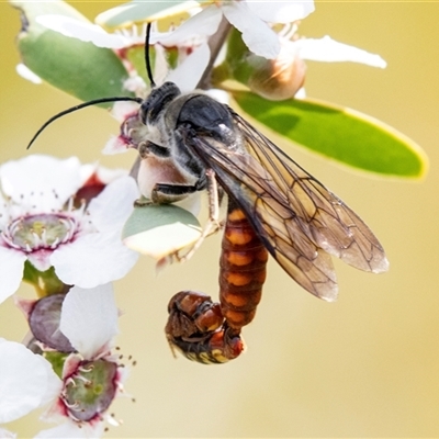 Unidentified Flower wasp (Scoliidae or Tiphiidae) at Broulee, NSW - 10 Oct 2019 by AlisonMilton