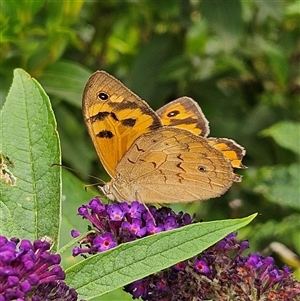 Heteronympha merope at Braidwood, NSW - 28 Dec 2024 10:02 AM