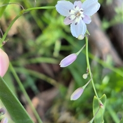 Arthropodium milleflorum (Vanilla Lily) at Forbes Creek, NSW - 28 Dec 2024 by clarehoneydove