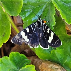 Phalaenoides glycinae (Grapevine Moth) at Braidwood, NSW - 28 Dec 2024 by MatthewFrawley