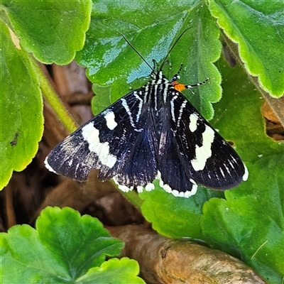 Phalaenoides glycinae (Grapevine Moth) at Braidwood, NSW - 28 Dec 2024 by MatthewFrawley