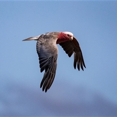 Eolophus roseicapilla (Galah) at Broulee, NSW - 10 Oct 2019 by AlisonMilton