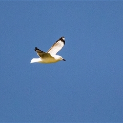 Chroicocephalus novaehollandiae (Silver Gull) at Broulee, NSW - 10 Oct 2019 by AlisonMilton