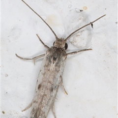 Prays autocasis (An Ermine moth (Yponomeutidae) at Melba, ACT - 25 Dec 2024 by kasiaaus