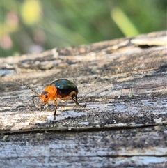 Ellopidia sp. (genus) (Leaf Beetle) at Forbes Creek, NSW - 28 Dec 2024 by clarehoneydove