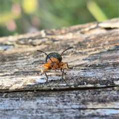 Ellopidia sp. (genus) at Forbes Creek, NSW - 28 Dec 2024