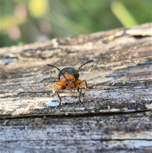 Ellopidia sp. (genus) at Forbes Creek, NSW - 28 Dec 2024