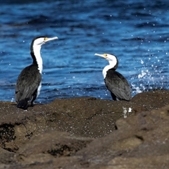 Phalacrocorax varius (Pied Cormorant) at Broulee, NSW - 10 Oct 2019 by AlisonMilton