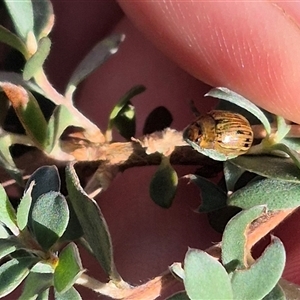 Faex sp. (genus) at Forbes Creek, NSW - 28 Dec 2024