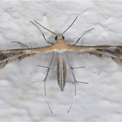 Stangeia xerodes (A plume moth) at Melba, ACT - 25 Dec 2024 by kasiaaus