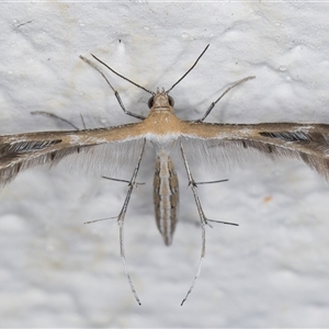 Stangeia xerodes (A plume moth) at Melba, ACT by kasiaaus