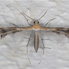 Stangeia xerodes at Melba, ACT - 25 Dec 2024 11:43 PM