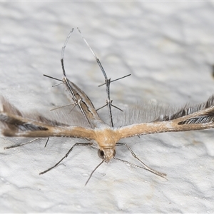 Stangeia xerodes at Melba, ACT - 25 Dec 2024 11:43 PM