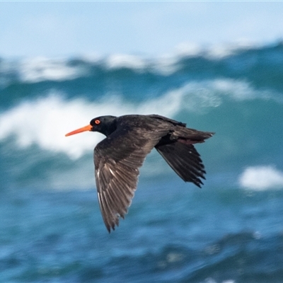 Haematopus fuliginosus (Sooty Oystercatcher) at Broulee, NSW - 10 Oct 2019 by AlisonMilton