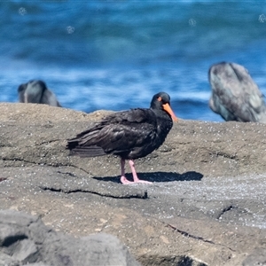 Haematopus fuliginosus at Broulee, NSW - suppressed