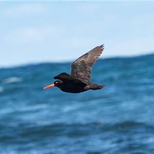 Haematopus fuliginosus at Broulee, NSW - suppressed