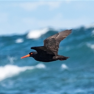 Haematopus fuliginosus at Broulee, NSW - suppressed