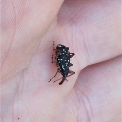 Aoplocnemis sp. (genus) (A weevil) at Forbes Creek, NSW - 28 Dec 2024 by clarehoneydove