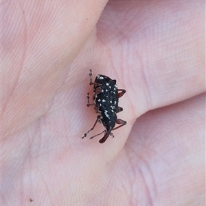 Aoplocnemis sp. (genus) (A weevil) at Forbes Creek, NSW by clarehoneydove